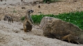 img-121